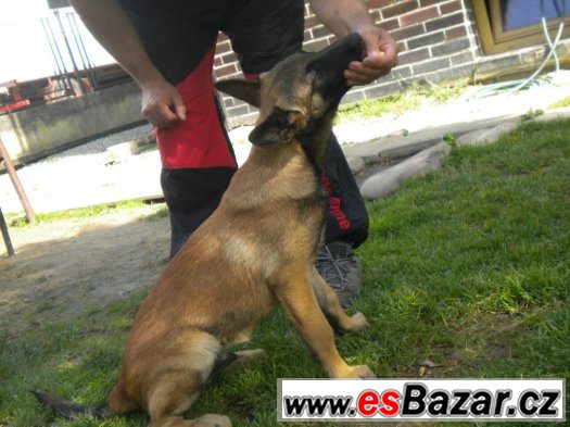 Belgický ovčák Malinois – fotografie 5