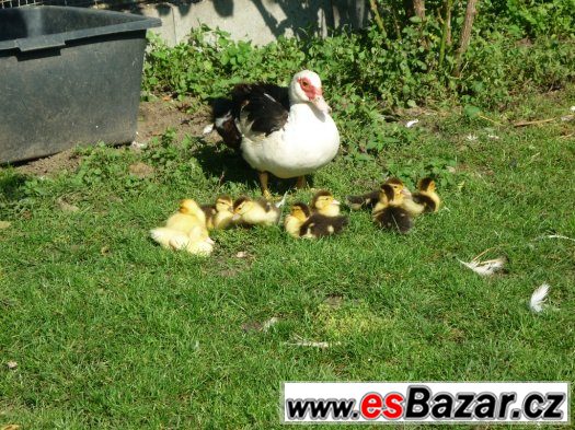 kachňata čínky – fotografie 1