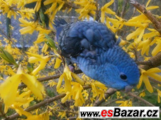 Korela a aymara-ručně dokrmená mláďata – fotografie 3