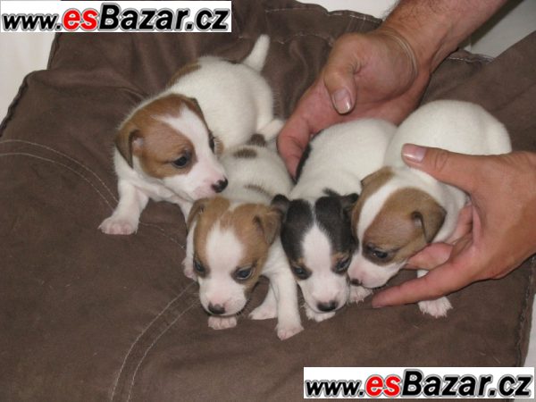 JACK RUSSELL TERRIER – fotografie 1