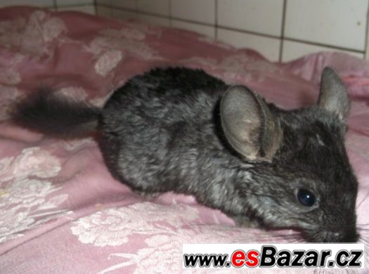 ČINČILA JIHOAMERICKÁ - Black Ebony Dark – fotografie 1