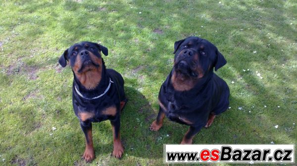 Štěňata Rotvajlera, Rottweilera – fotografie 1