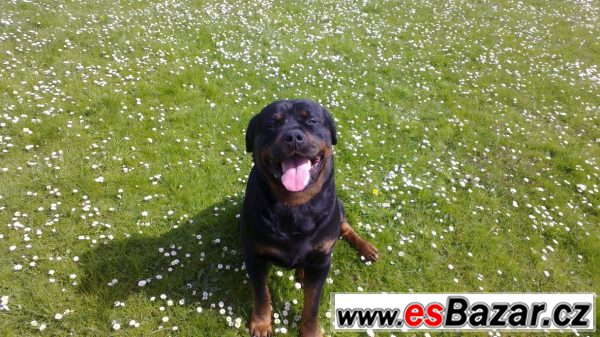 Štěňata Rotvajlera, Rottweilera – fotografie 2
