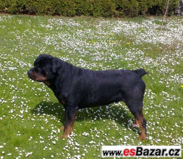 Štěňata Rotvajlera, Rottweilera – fotografie 3