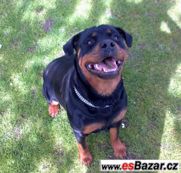 Štěňata Rotvajlera, Rottweilera – fotografie 4