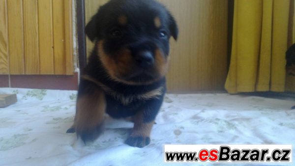 Štěňata Rotvajlera, Rottweilera – fotografie 5