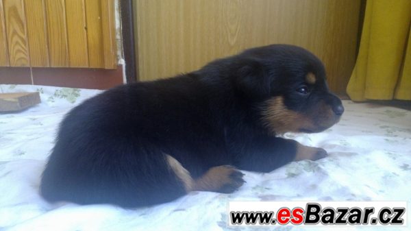Štěňata Rotvajlera, Rottweilera – fotografie 6