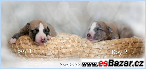 Vipet štěňátka s bílými znaky – fotografie 1