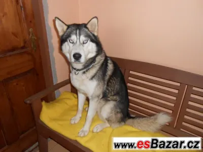 Zaběhl se husky
