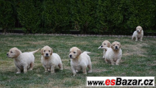 Zlatý Retriever – volná štěňátka – fotografie 1
