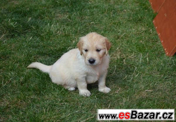 Zlatý Retriever – volná štěňátka – fotografie 5