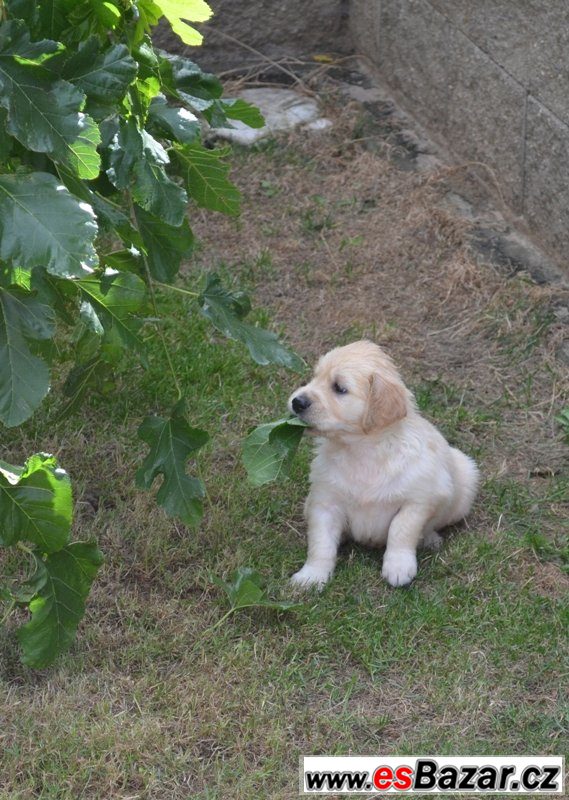 Zlatý Retriever – volná štěňátka – fotografie 6
