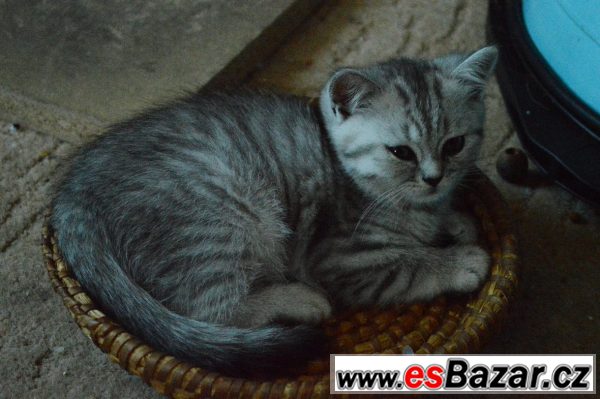 Zadám britské kočičky – fotografie 2