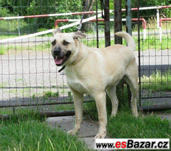 Zak - labradorský retrívr x - pes – fotografie 1