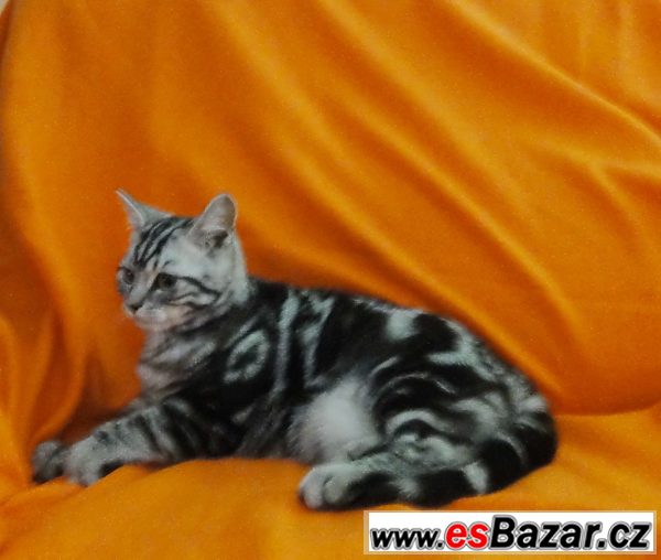 Whiskas kocourek – fotografie 3