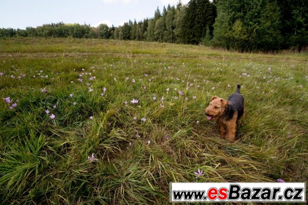 Velšteriér štěně  – fotografie 2