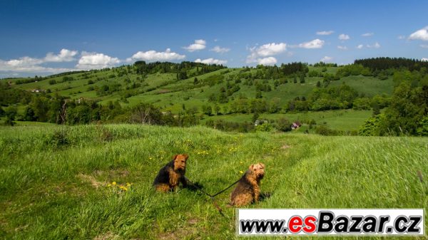 Velšteriér štěně  – fotografie 3