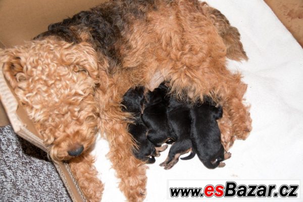 Velšteriér štěně  – fotografie 4