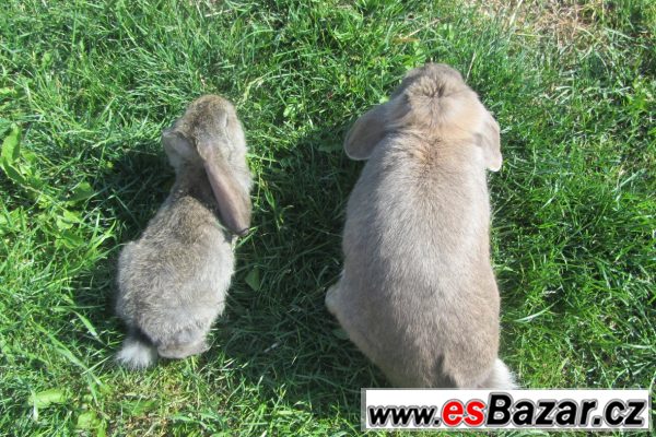 Zakrslí králíčci - beránci – fotografie 1