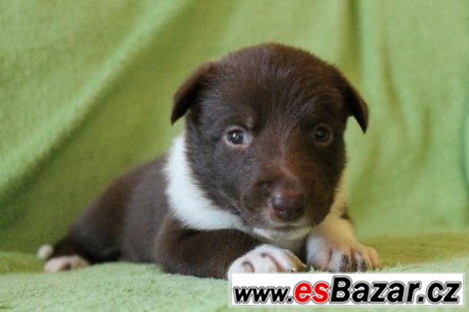 BORDER KOLIE-fenečka – fotografie 1