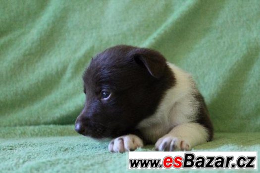 BORDER KOLIE-fenečka – fotografie 2