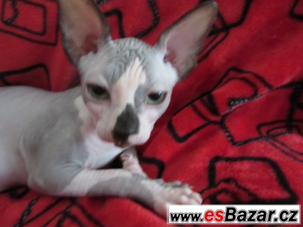 Kanadský sphynx s PP. – fotografie 1