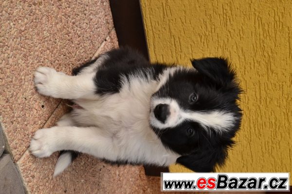 Štěnata Border kolie – fotografie 2