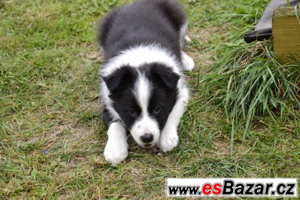 Štěnata Border kolie – fotografie 6