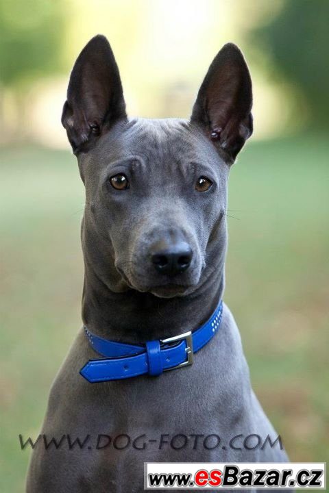 Thajský ridgeback – fotografie 2