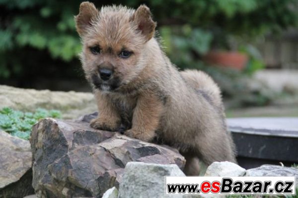 Norwich terier s pp – fotografie 1