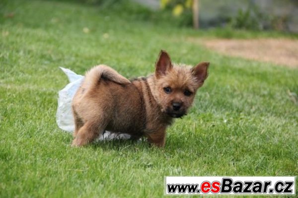 Norwich terier s pp – fotografie 2
