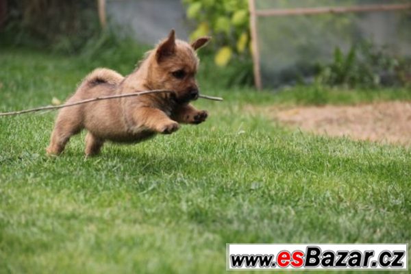 Norwich terier s pp – fotografie 4