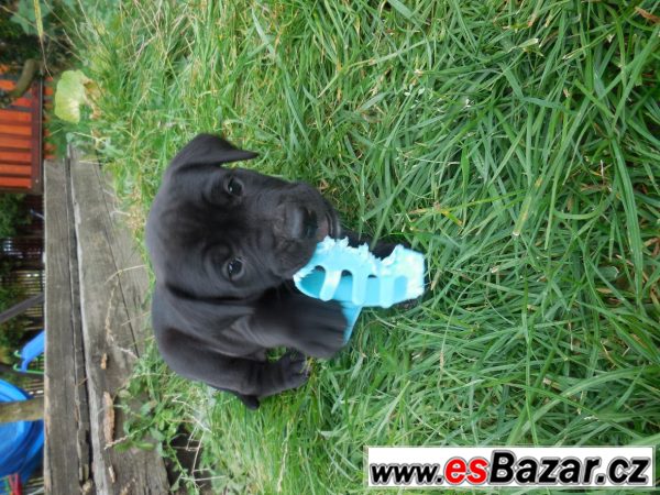 Kříženci labradora a staforda  – fotografie 1