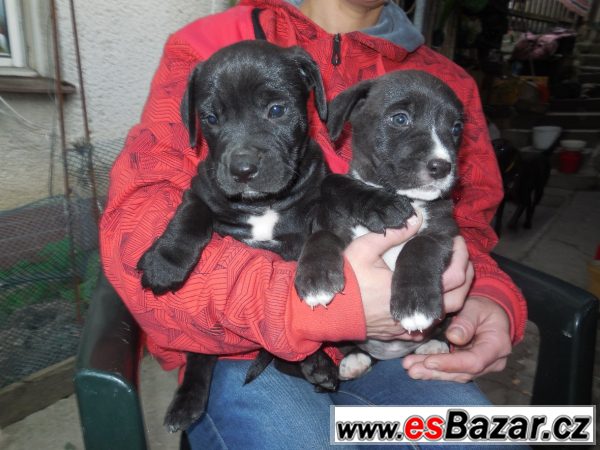 Kříženci labradora a staforda  – fotografie 2