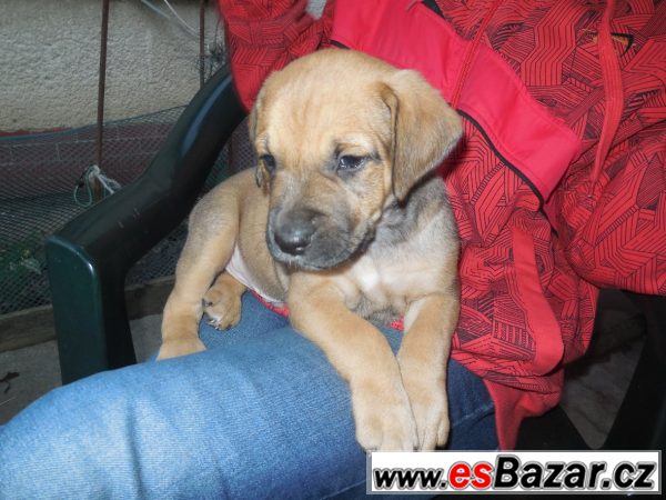 Kříženci labradora a staforda  – fotografie 3
