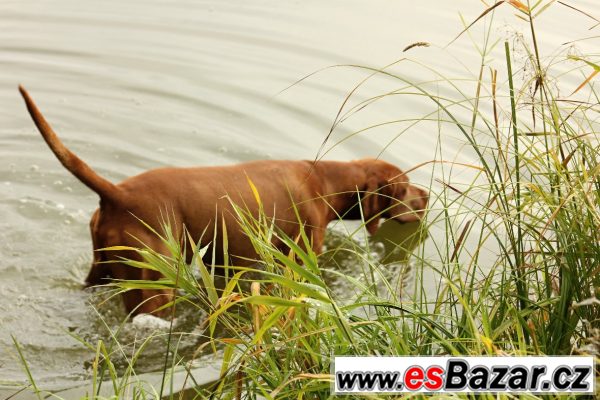 Nabízím psa MOK ke krytí – fotografie 2