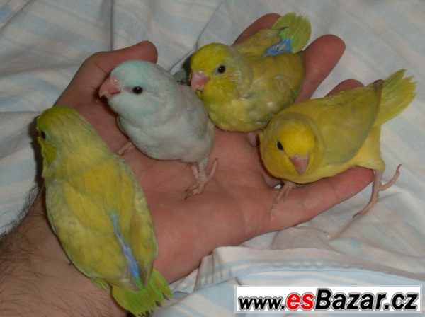 Papoušíček Šedokřídlý-Brýlatý  – fotografie 3