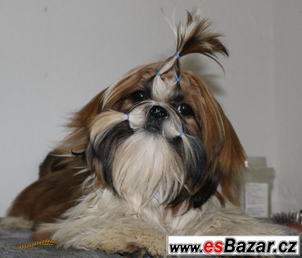 Pejsek shih-tzu s PP (shi-tzu) – fotografie 1