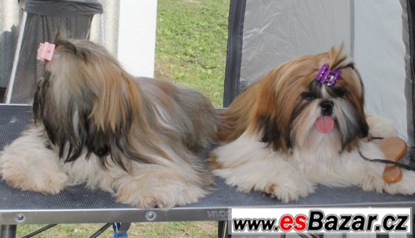 Pejsek shih-tzu s PP (shi-tzu) – fotografie 3