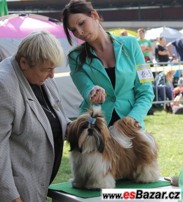 Pejsek shih-tzu s PP (shi-tzu) – fotografie 4