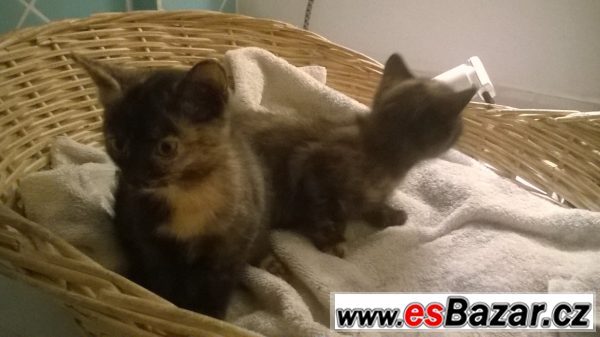 Kdo se nás ujme?    – fotografie 4