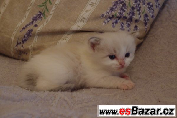 Ragdoll koťátka bez PP-kocourek – fotografie 1