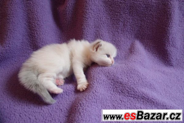 Ragdoll koťátka bez PP-kocourek – fotografie 3