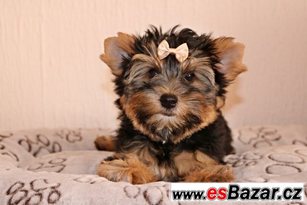 Jorkšírký teriér s PP IBC – fotografie 4