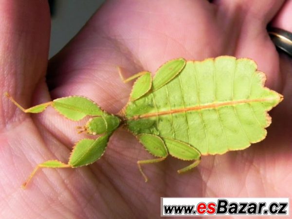 Lupenitky Phyllium phillipinicum – fotografie 1