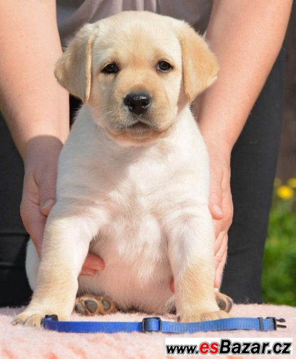 Štěňátko labradorského retrievera  – fotografie 1