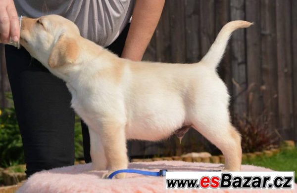 Štěňátko labradorského retrievera  – fotografie 2