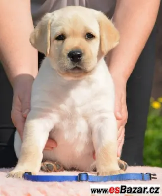 Štěňátko labradorského retrievera 