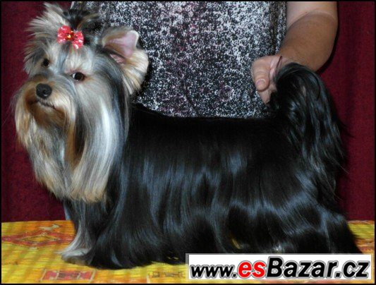 Jorkšírský terrier s PP - fenečky – fotografie 2