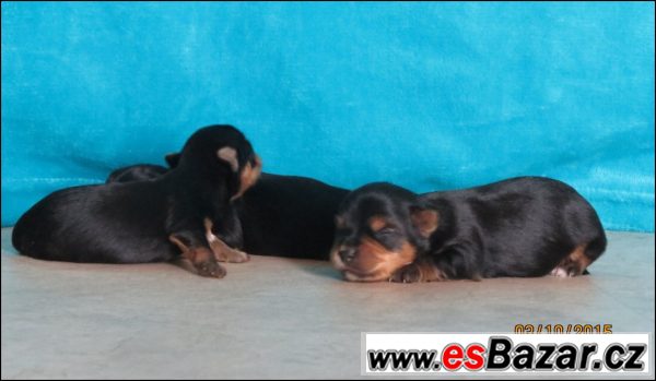 Jorkšírský terrier s PP - fenečky – fotografie 3